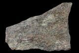 Rough, Agatized Dinosaur Bone - Colorado #142532-1
